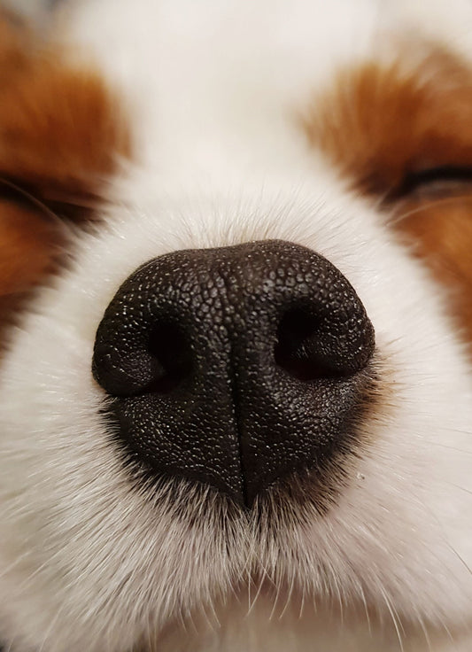 Wheelin Winston's Nose & Paw Butter