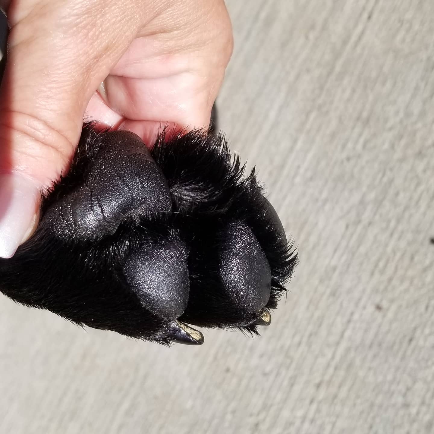 Wheelin Winston's Nose & Paw Butter
