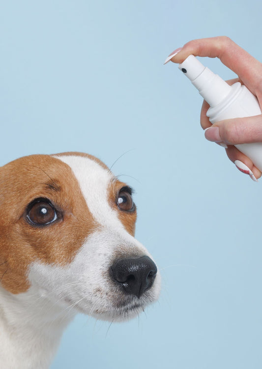 Wheelin Winston's Freshen Up Spray